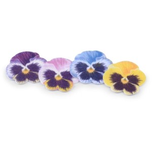 4 Petites Penses   3,2 cm  Azyme