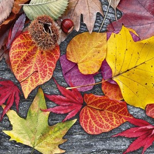 20 Serviettes Feuilles d'Automne