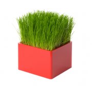 Mini Green rouge, le mini carré de gazon