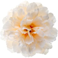 Sachet de 4 Pivoines � 11 cm - Ivoire