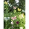 Guirlande Fe et Papillon 3D images:#2